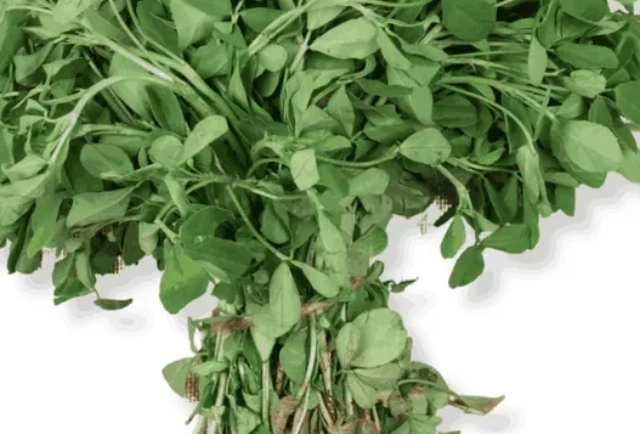Fenugreek Leaves May Ease Blood Sugar Spikes Post Meals