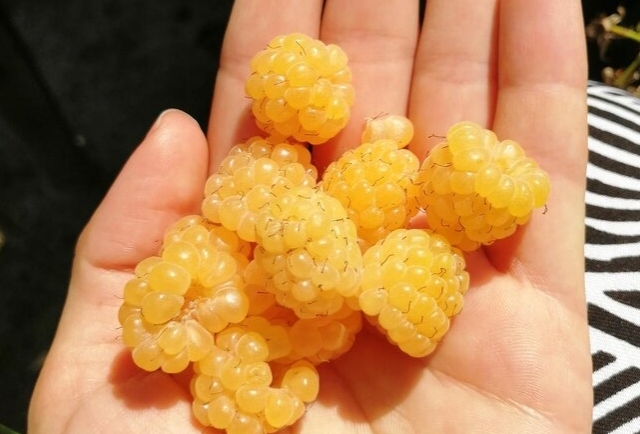 Cloudberries: The Fruit That May Help with Collagen Production and Immunity