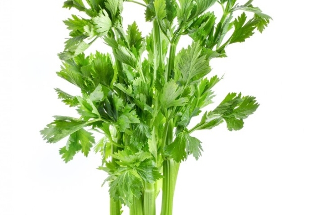Celery May Lower Blood Pressure and Boost Electrolyte Balance