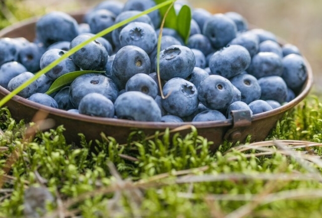 Bilberries: The Fruit That May Help with Vision and Blood Vessel Protection