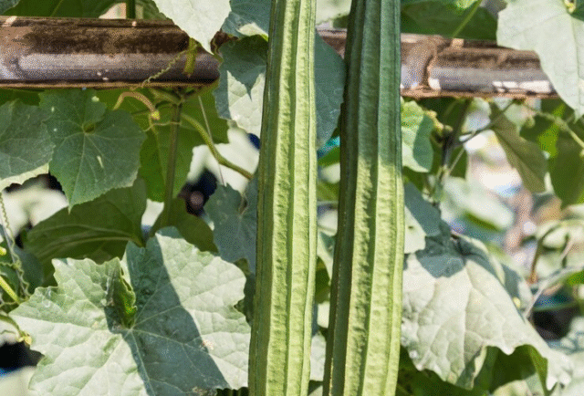 Ridge Gourd for Liver Detox and Anti-Fatigue Effects