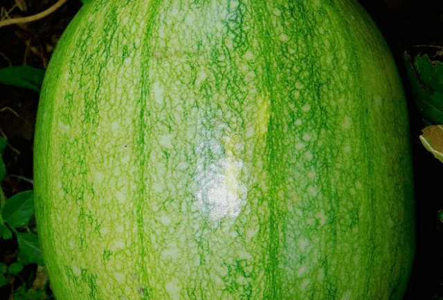 Ash Gourd May Help Combat Acidity and Stomach Ulcers