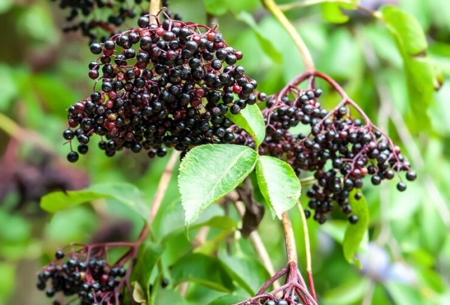 Elderberries: The Fruit That May Help with Cold Relief and Immune Support