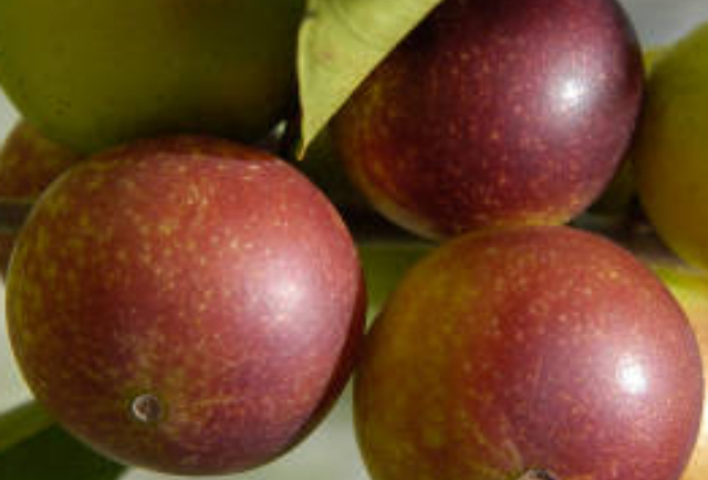 Camu Camu: The Fruit That May Help with Viral Defense and Vitamin C Overload