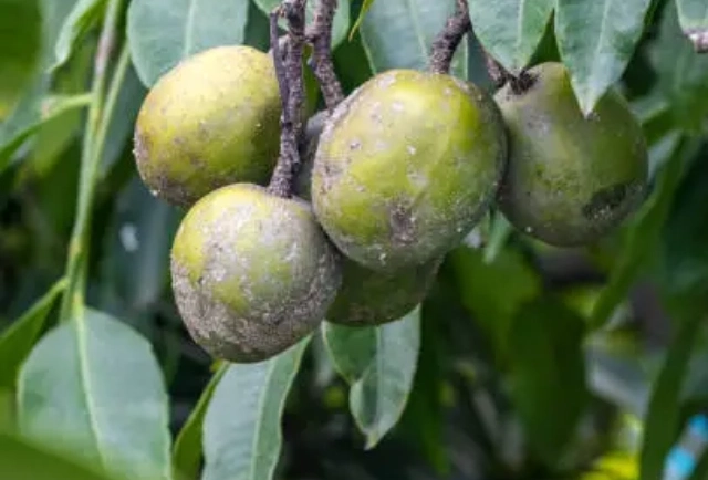 Ambarella (Hog Plum): The Fruit That May Help with Vitamin C and Digestion