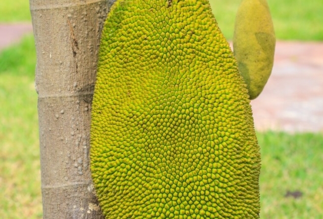 Jackfruit: The Fruit That May Help with Satiety and Muscle Growth