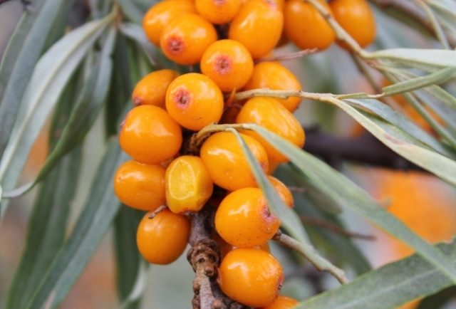Sea Buckthorn Berries: The Fruit That May Help with Skin Regeneration and Eye Health
