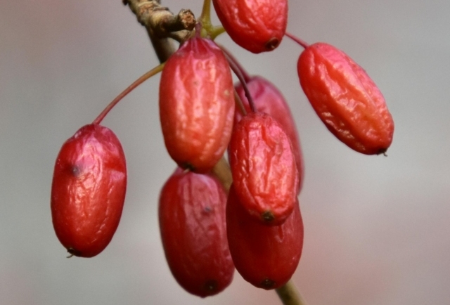 Barberries: The Fruit That May Help with Blood Sugar Regulation and Gut Balance