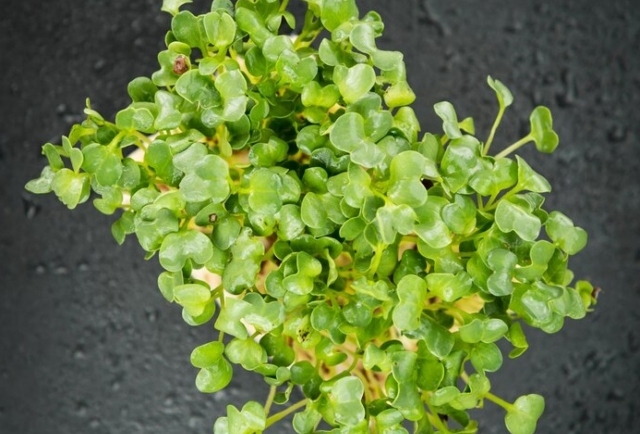 Watercress Might Be the Best Green for Skin Glow & Hydration