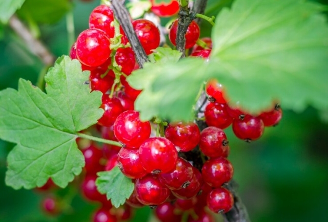 Currants: The Fruit That May Help with Skin Health and Antioxidant Defense