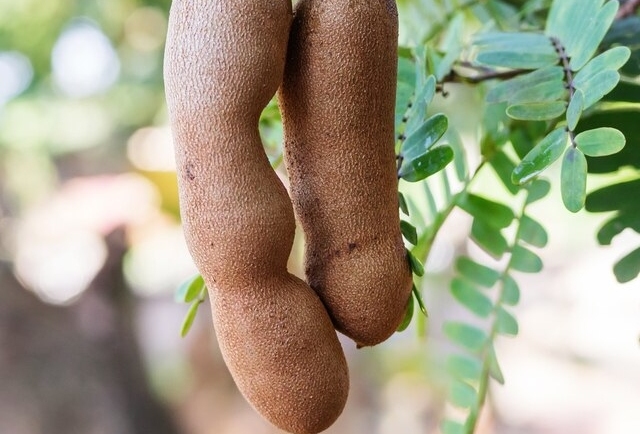 Tamarind: The Fruit That May Help with Digestion and Blood Pressure Control